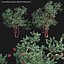 Arctostaphylos glauca - Big Berry Manzanita 02