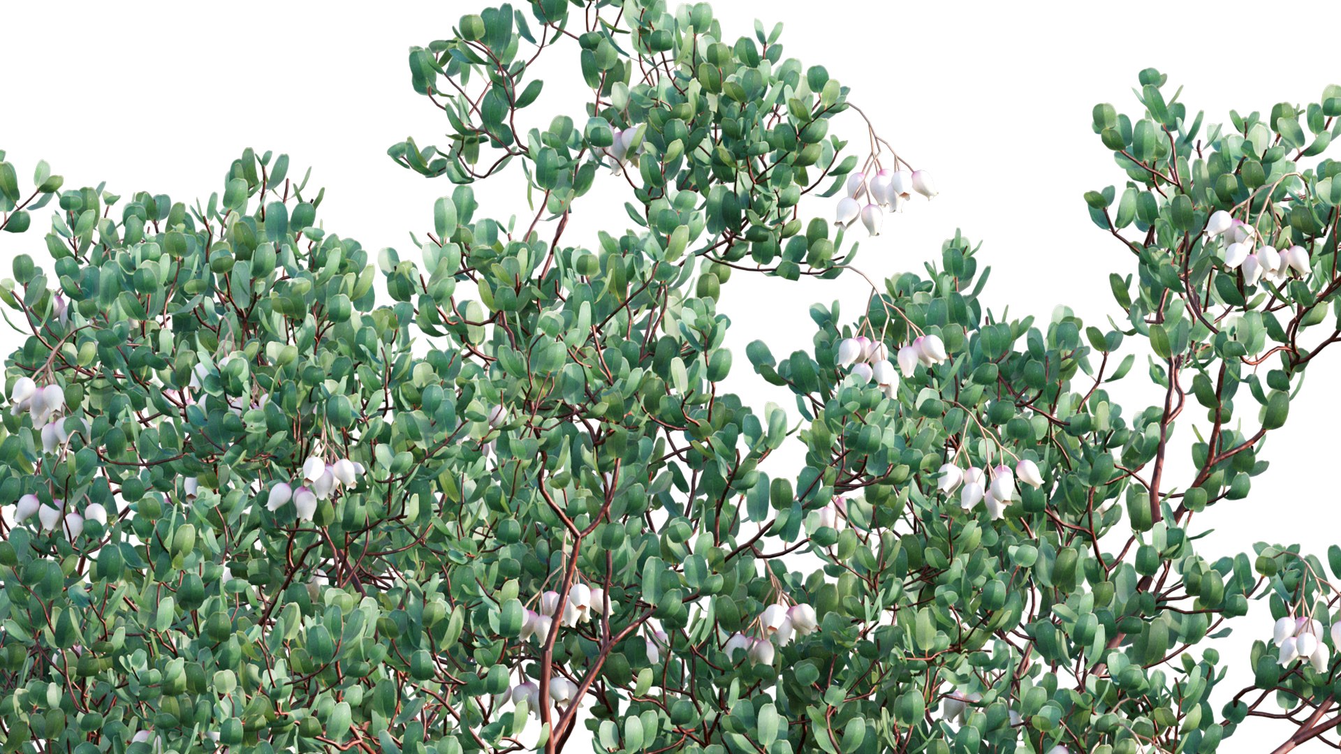 3D Arctostaphylos glauca - Big Berry Manzanita 02 https://p.turbosquid.com/ts-thumb/e5/njFarS/qT/3dtree_arctostaphylosglauca_03_10/jpg/1655970569/1920x1080/fit_q87/594bd798bba29da76b8d8505171d34ca2dd9f226/3dtree_arctostaphylosglauca_03_10.jpg