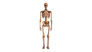 3D model Human Skeleton Detailed Anatomical Bone Structure