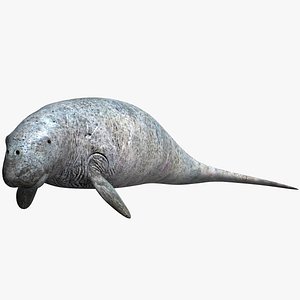 Dugong