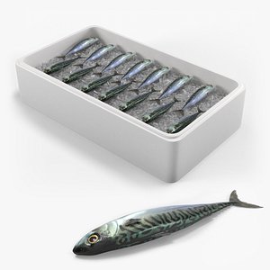 Fresh Mackerel on Crushed Ice in White Bin