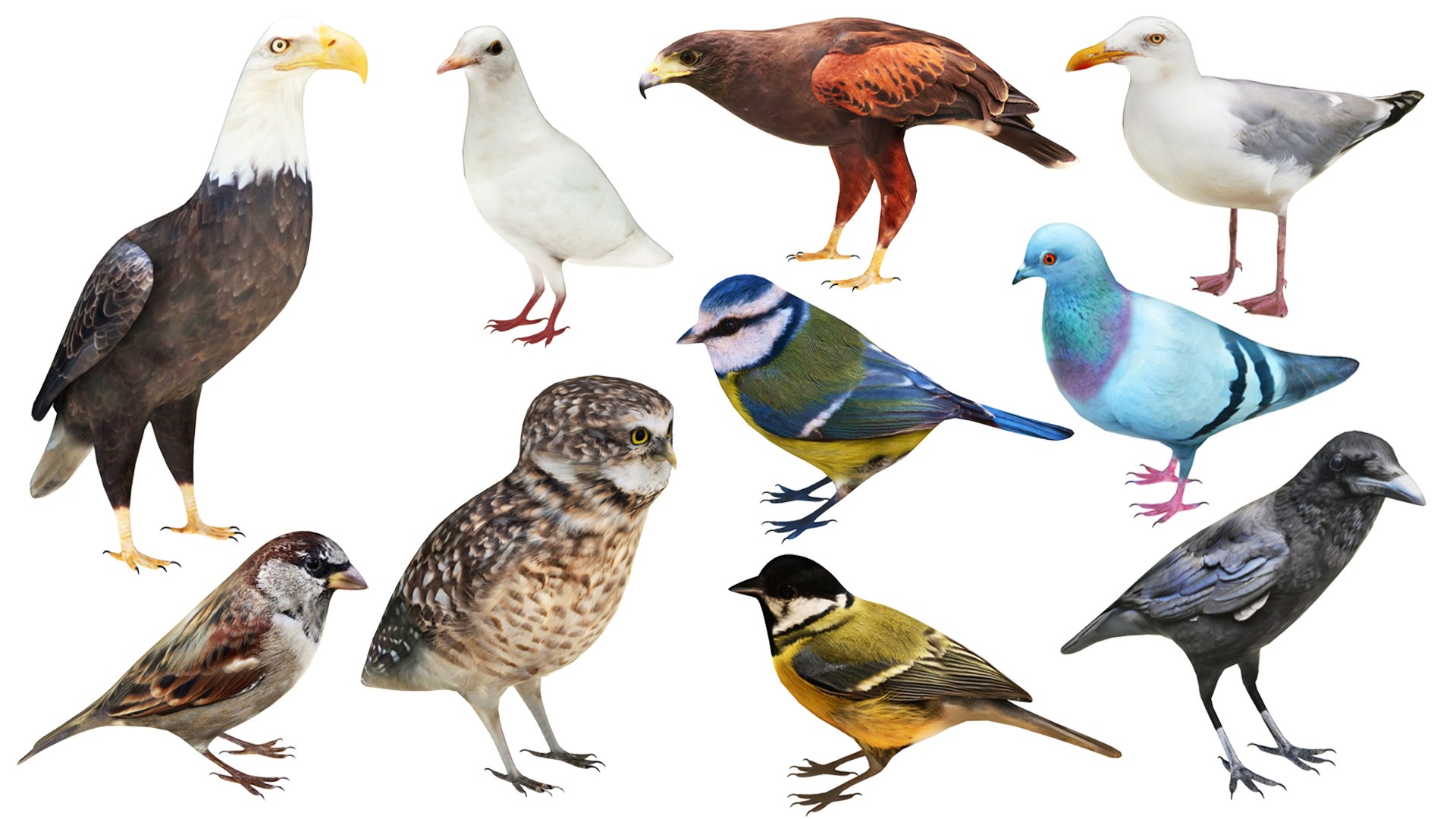 Bird Collection 10 In 1 3D Model - TurboSquid 2339591