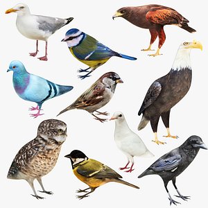 Bird Collection 10 in 1