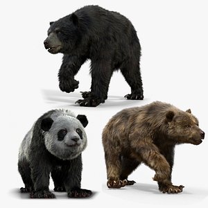 Bear Collection Houdini model