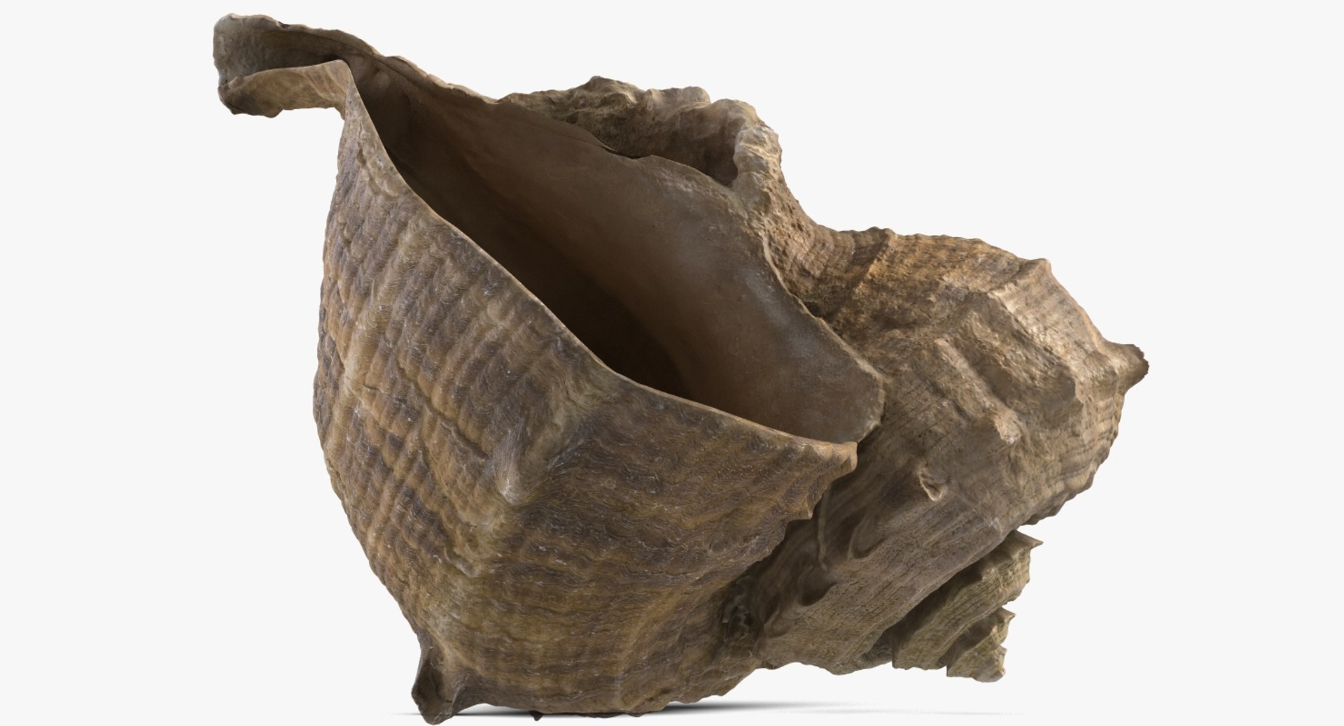 3D seashell rapana 2 model https://p.turbosquid.com/ts-thumb/e6/bPdOXu/03pNMACO/1_beauty_seashell24rapana2_camera008_001/jpg/1503002840/1920x1080/fit_q87/5d86dbc0b6b0d12c9d92305237f8bed9cb273ed3/1_beauty_seashell24rapana2_camera008_001.jpg