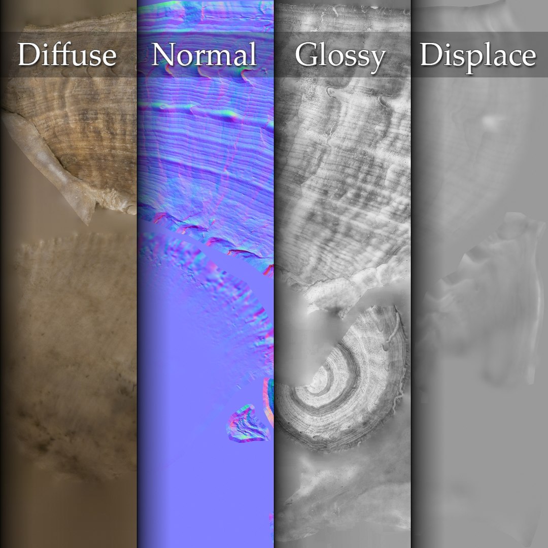 3D seashell rapana 2 model https://p.turbosquid.com/ts-thumb/e6/bPdOXu/1GE8jPto/seashell24rapana2_maps1/jpg/1503002841/1920x1080/fit_q87/f8a6a7531a6b3fc76cb9d29d4f615f19c4786398/seashell24rapana2_maps1.jpg