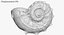 SeaShell 24 Rapana 2