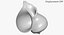 SeaShell 24 Rapana 2