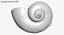 SeaShell 24 Rapana 2