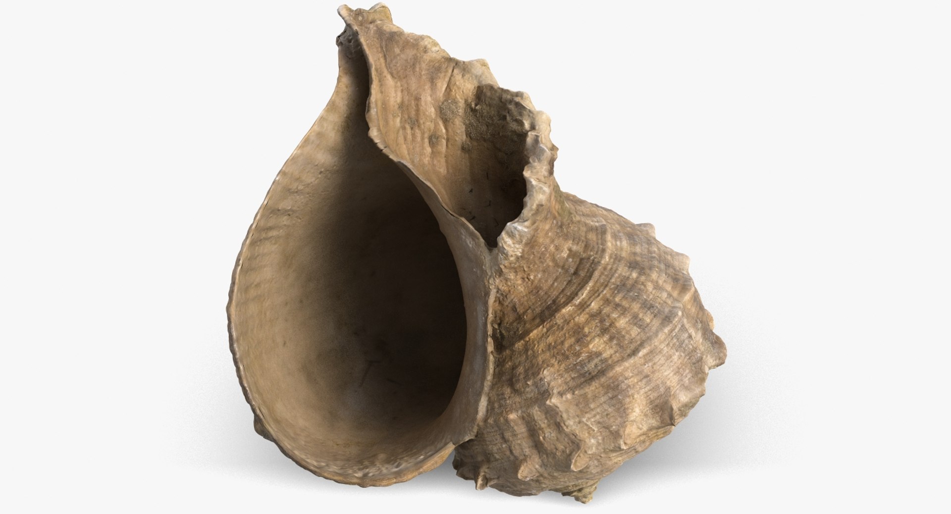 3D seashell rapana 2 model https://p.turbosquid.com/ts-thumb/e6/bPdOXu/MW4BgToB/1_beauty_seashell24rapana2_camera002_001/jpg/1503002840/1920x1080/fit_q87/b989f9a0198e549a8e62160b3e5d805d48c74088/1_beauty_seashell24rapana2_camera002_001.jpg