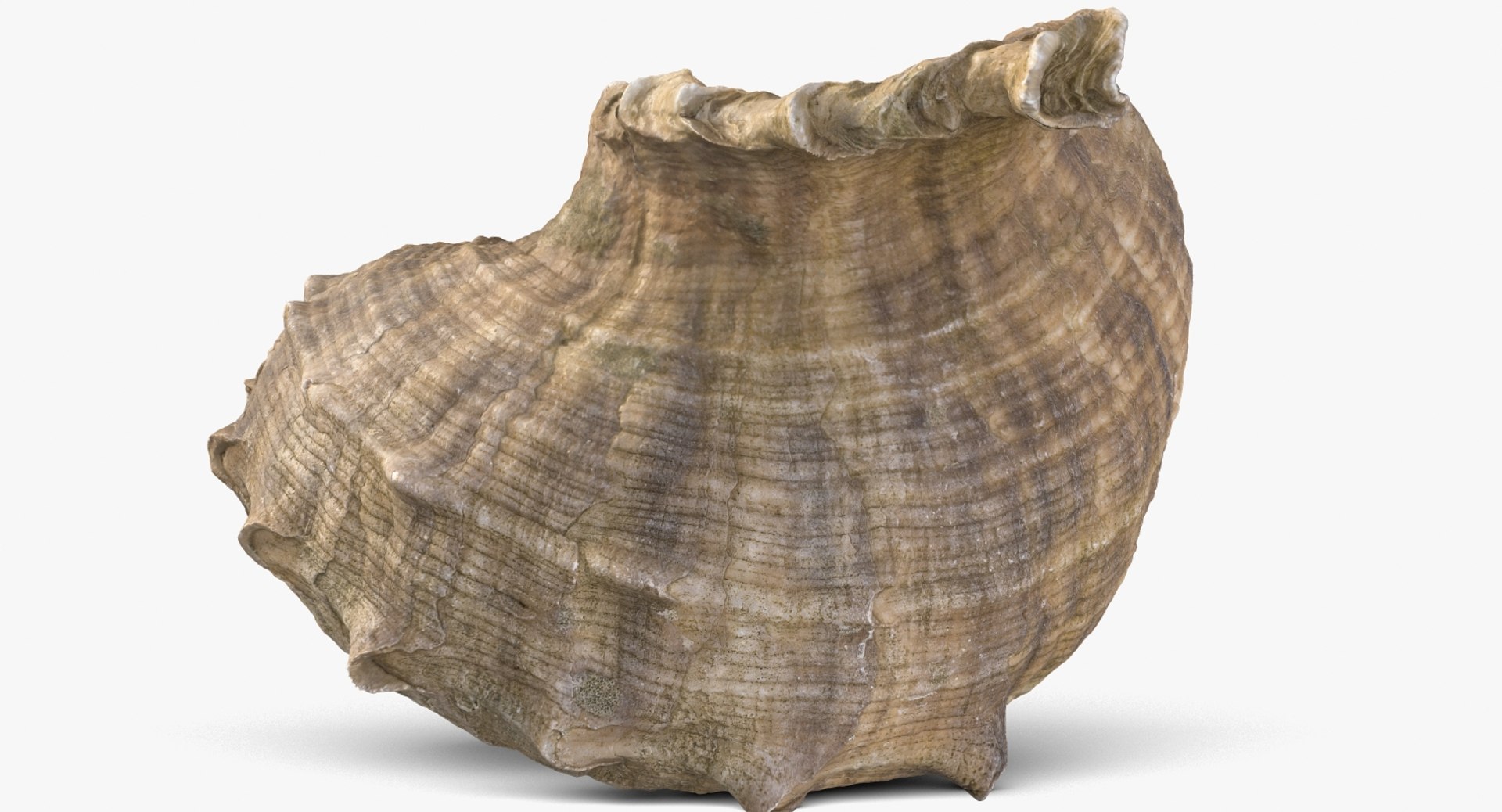 3D seashell rapana 2 model https://p.turbosquid.com/ts-thumb/e6/bPdOXu/NiDMOVuA/1_beauty_seashell24rapana2_camera005_001/jpg/1503002840/1920x1080/fit_q87/39b234706646b966ed07922f24317641d032e516/1_beauty_seashell24rapana2_camera005_001.jpg