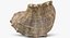 SeaShell 24 Rapana 2