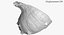 SeaShell 24 Rapana 2