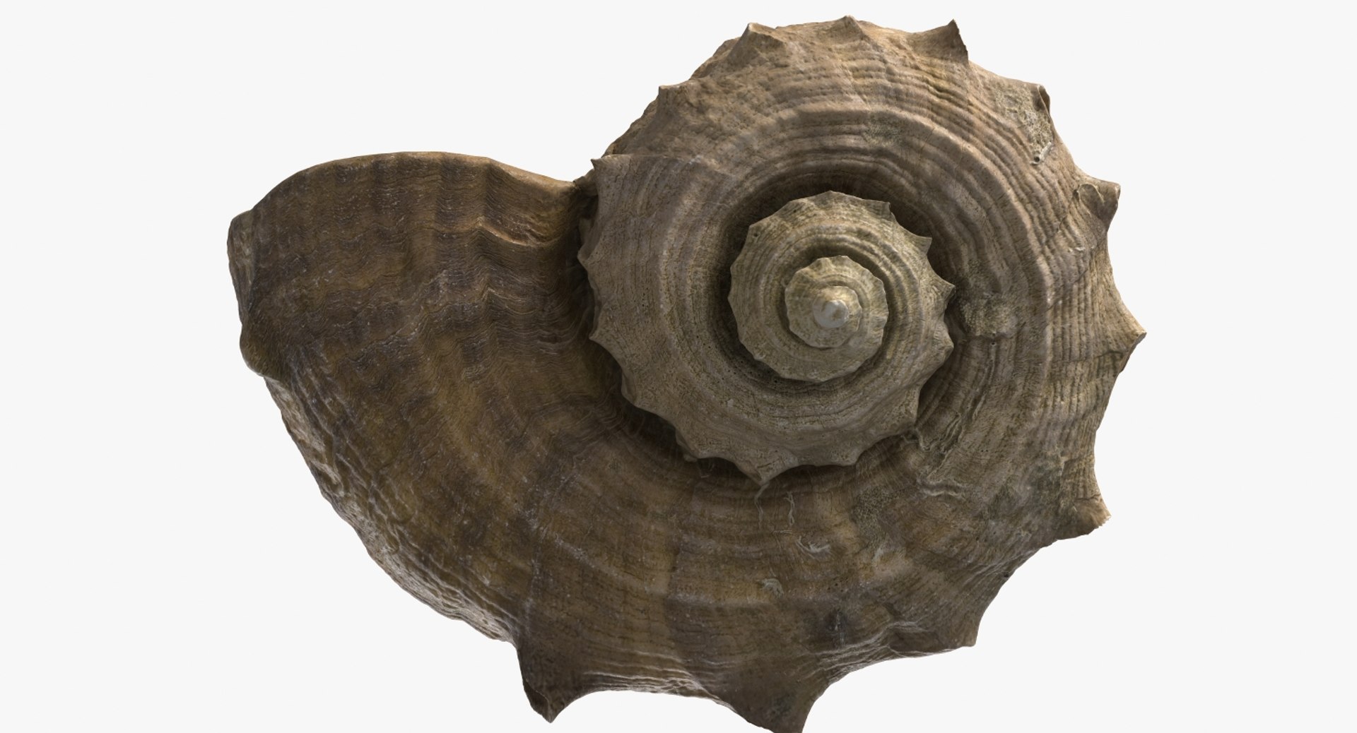 3D seashell rapana 2 model https://p.turbosquid.com/ts-thumb/e6/bPdOXu/bYgpryq1/1_beauty_seashell24rapana2_camera007_001/jpg/1503002840/1920x1080/fit_q87/41da6388fd346b918271c47eddd1c91ba86aa1d2/1_beauty_seashell24rapana2_camera007_001.jpg