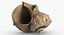 SeaShell 24 Rapana 2