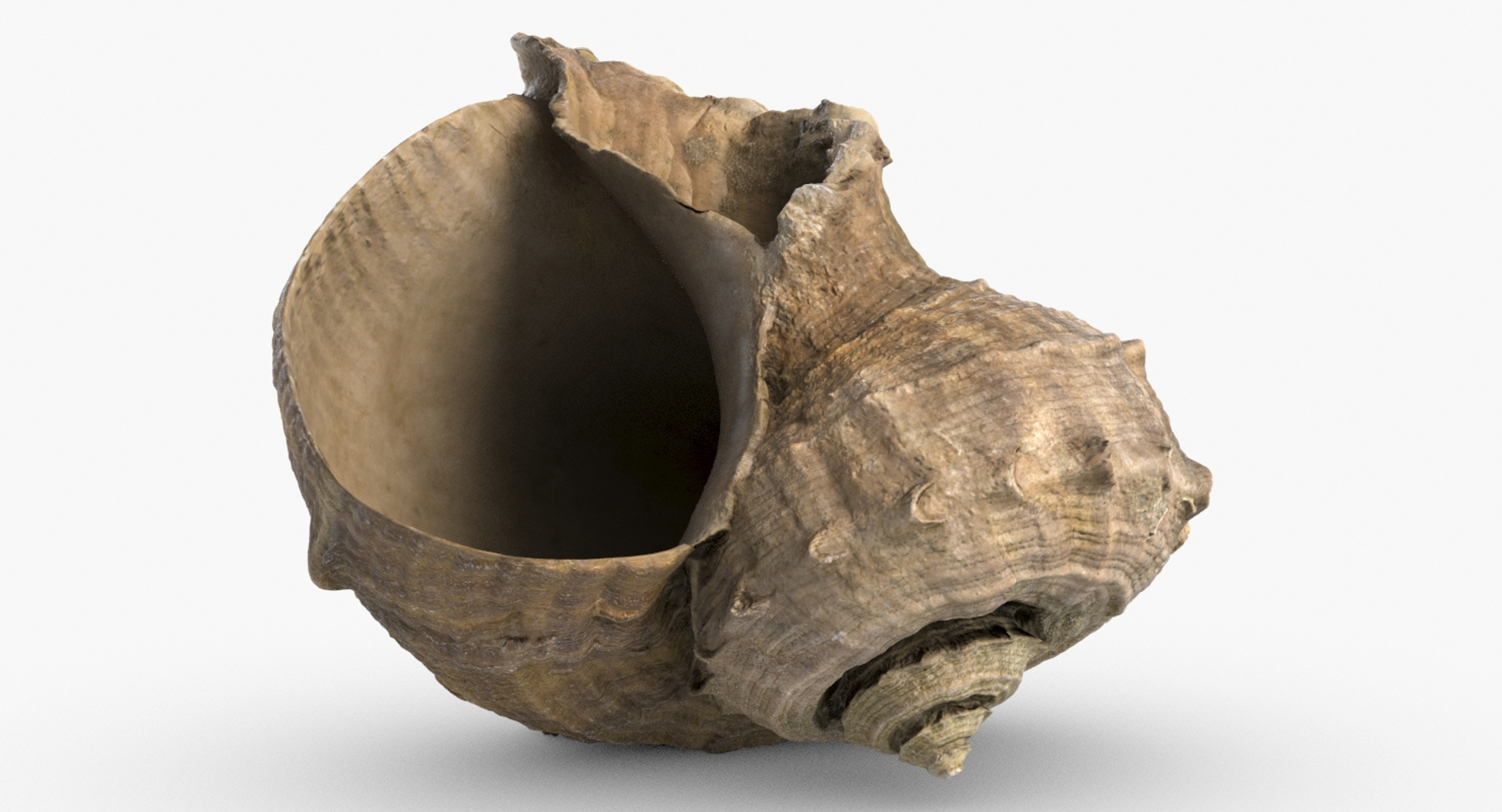 3D seashell rapana 2 model https://p.turbosquid.com/ts-thumb/e6/bPdOXu/gNJDFSzS/seashell24rapana2/jpg/1503003489/1920x1080/turn_fit_q99/2ed5c694f2320025c2abb975c691d9ccf114fd56/seashell24rapana2-1.jpg