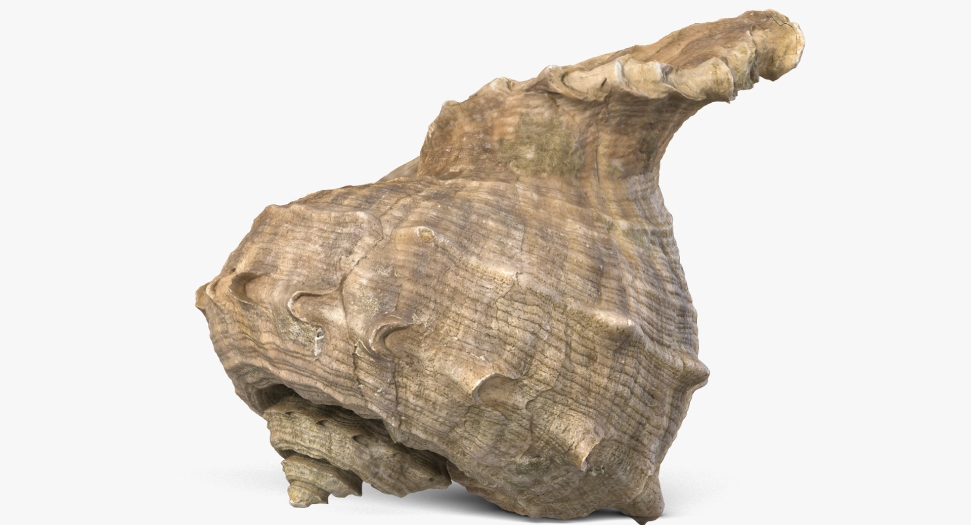 3D seashell rapana 2 model https://p.turbosquid.com/ts-thumb/e6/bPdOXu/gXeGLLst/1_beauty_seashell24rapana2_camera004_001/jpg/1503002840/1920x1080/fit_q87/9ce967a886f5fef5563e4ce26fa2c9c2af87e78c/1_beauty_seashell24rapana2_camera004_001.jpg