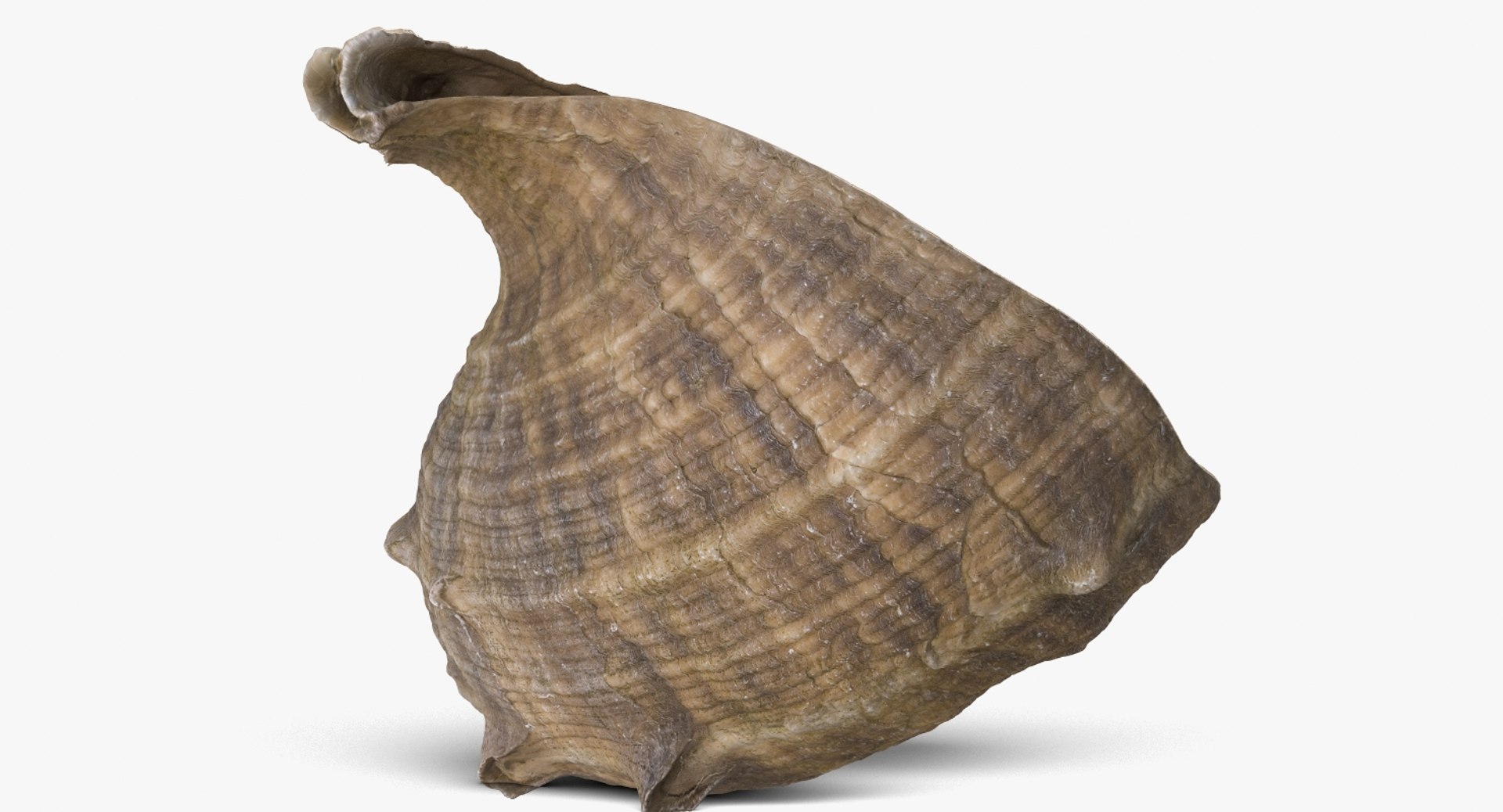 3D seashell rapana 2 model https://p.turbosquid.com/ts-thumb/e6/bPdOXu/gslcc4Dj/1_beauty_seashell24rapana2_camera006_001/jpg/1503002840/1920x1080/fit_q87/dad7aea3f01d38da6d8c63c8ea973f509c6f5004/1_beauty_seashell24rapana2_camera006_001.jpg