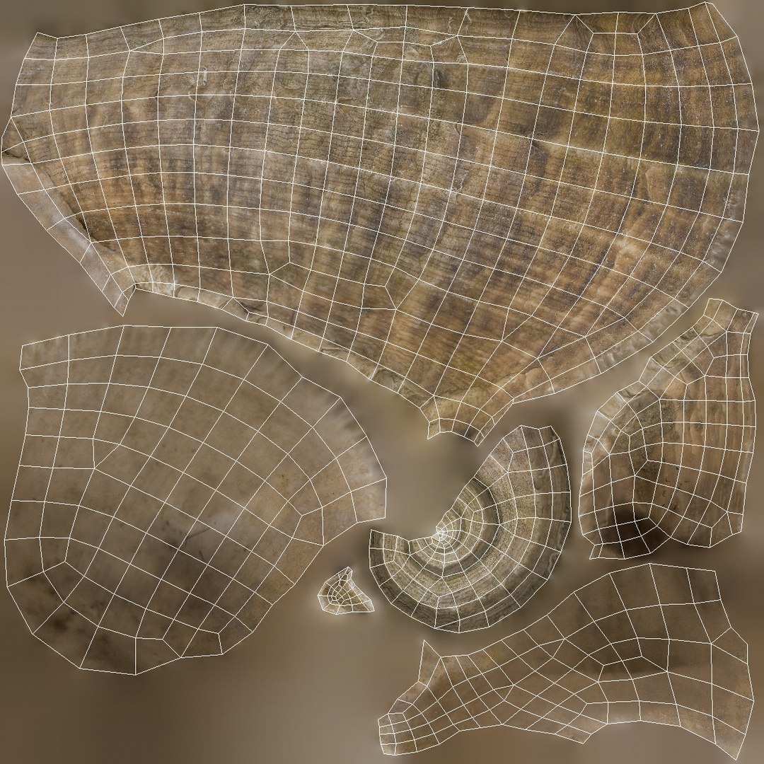 3D seashell rapana 2 model https://p.turbosquid.com/ts-thumb/e6/bPdOXu/m2jnKuXo/seashell24rapana2_uv1/jpg/1503002841/1920x1080/fit_q87/db22a63de974917a11931a11214275012c04d2f2/seashell24rapana2_uv1.jpg