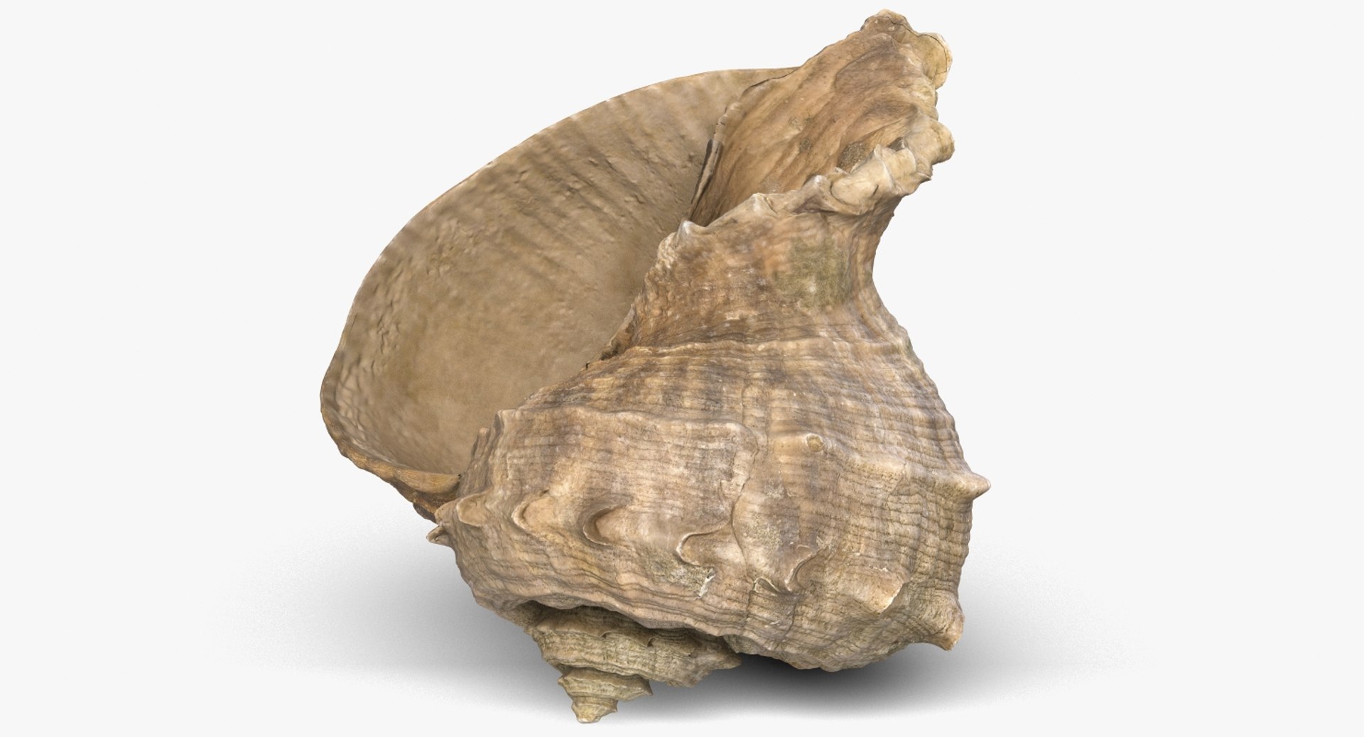 3D seashell rapana 2 model https://p.turbosquid.com/ts-thumb/e6/bPdOXu/m9iaIZe4/1_beauty_seashell24rapana2_camera003_001/jpg/1503002840/1920x1080/fit_q87/adccfdc41fb090583ac8e917c7a19d3fa6435504/1_beauty_seashell24rapana2_camera003_001.jpg