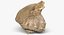 SeaShell 24 Rapana 2