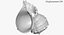 SeaShell 24 Rapana 2