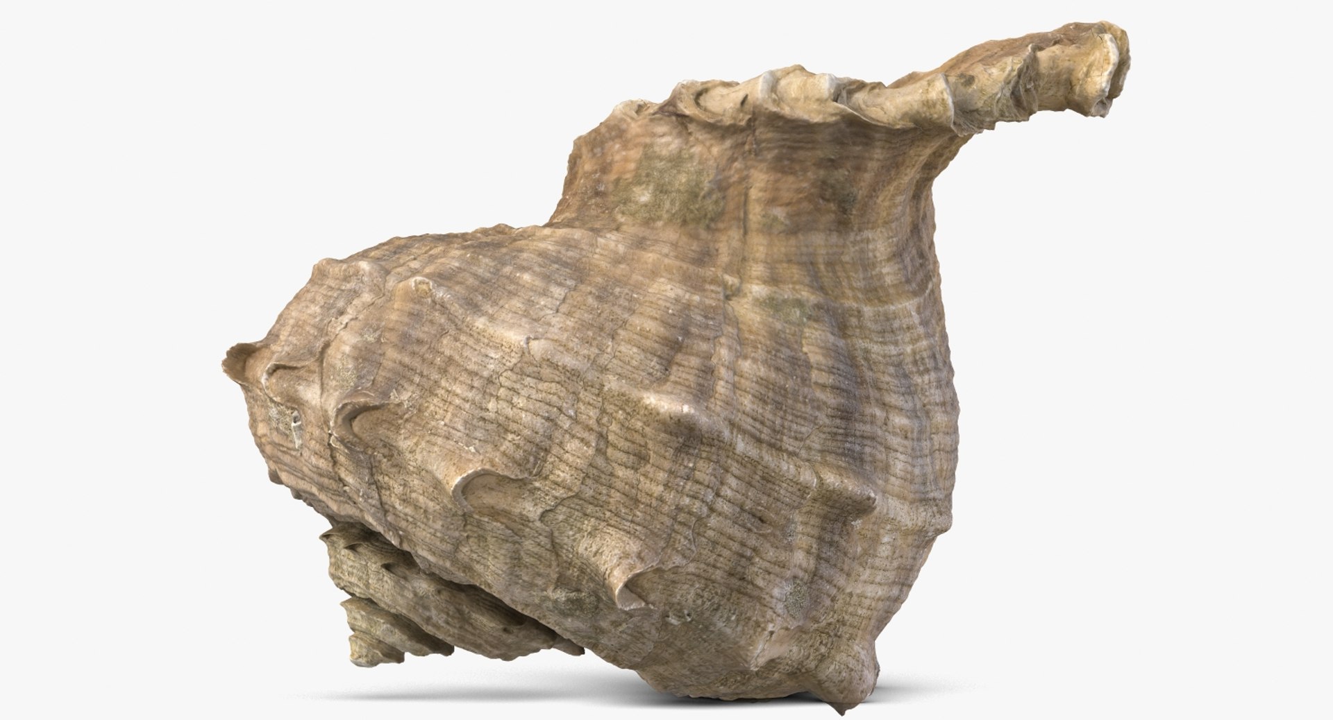 3D seashell rapana 2 model https://p.turbosquid.com/ts-thumb/e6/bPdOXu/shAIdVIA/1_beauty_seashell24rapana2_camera009_001/jpg/1503002840/1920x1080/fit_q87/ef6029143909e618c690df919cf8df4eafc5c938/1_beauty_seashell24rapana2_camera009_001.jpg
