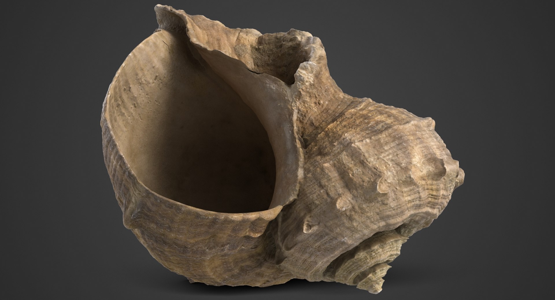3D seashell rapana 2 model https://p.turbosquid.com/ts-thumb/e6/bPdOXu/uSJsHbcF/1_beauty_seashell24rapana2_camera001_001_dark/jpg/1503002840/1920x1080/fit_q87/bbe44f919d2a9c1464994f5fe81a476296f20ebe/1_beauty_seashell24rapana2_camera001_001_dark.jpg