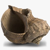 SeaShell 24 Rapana 2