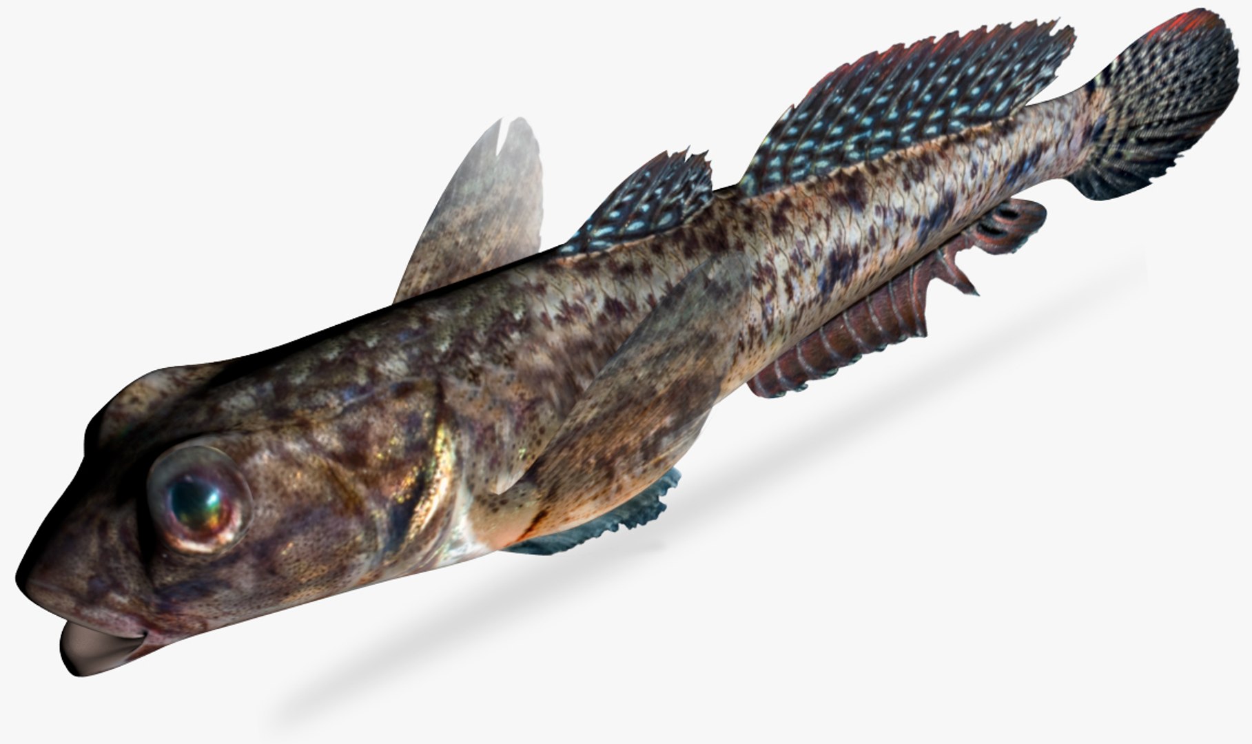 Freshwater Goby 3D Model - TurboSquid 1170903