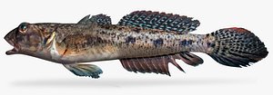 freshwater goby 3D model