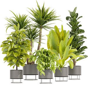 Collection plant vol 389 - indoor - fiddle - banana - Croton - pothos  - blender - 3dmax - cinema 4d