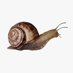 Snail Rigged 3D 3D
