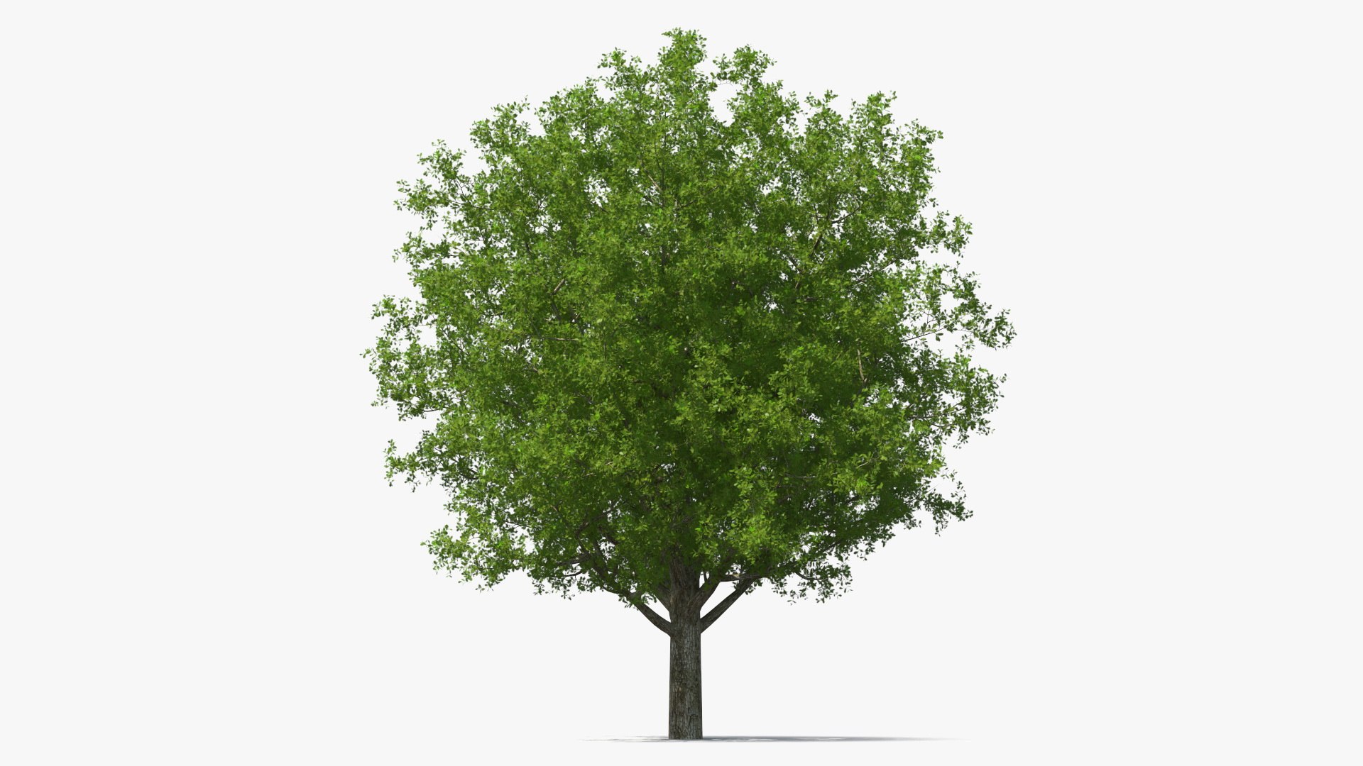 White Oak Tree Collection 3D model preview