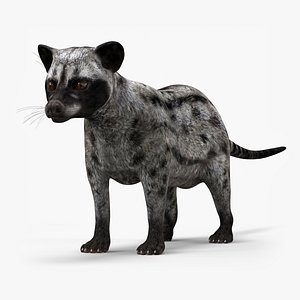 Asian Palm Civet for Kopi Luwak Gray Coat 3D model