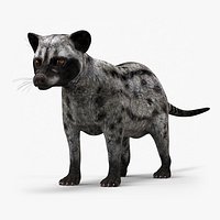 Asian Palm Civet for Kopi Luwak Gray Coat