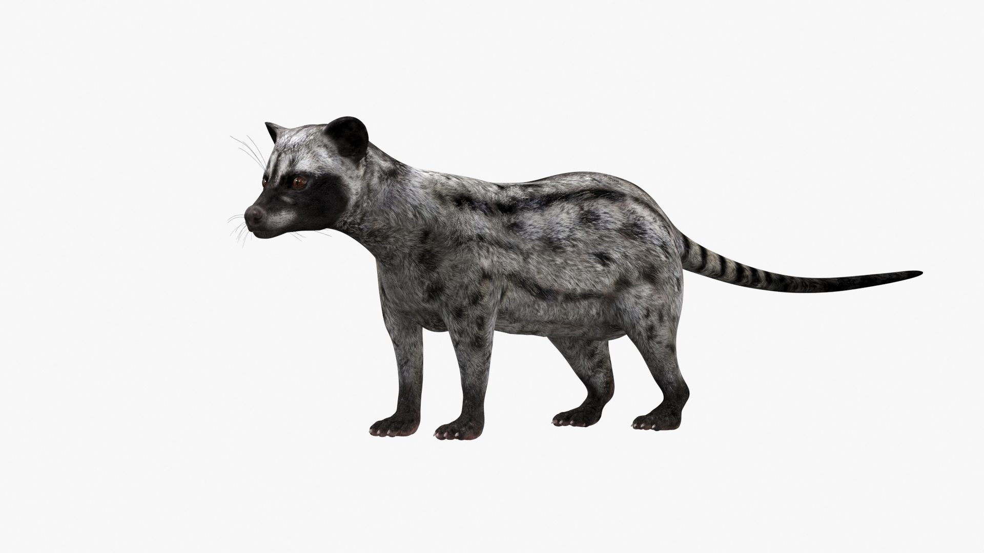 Asian Palm Civet for Kopi Luwak Gray Coat 3D model https://p.turbosquid.com/ts-thumb/e7/5BjsbV/I8/asian_palm_civet_for_kopi_luwak_gray_coat_360/jpg/1758692976/1920x1080/turn_fit_q99/d7af02d1f41c3f1dd7bda837d1d3100e8c43839d/asian_palm_civet_for_kopi_luwak_gray_coat_360-1.jpg