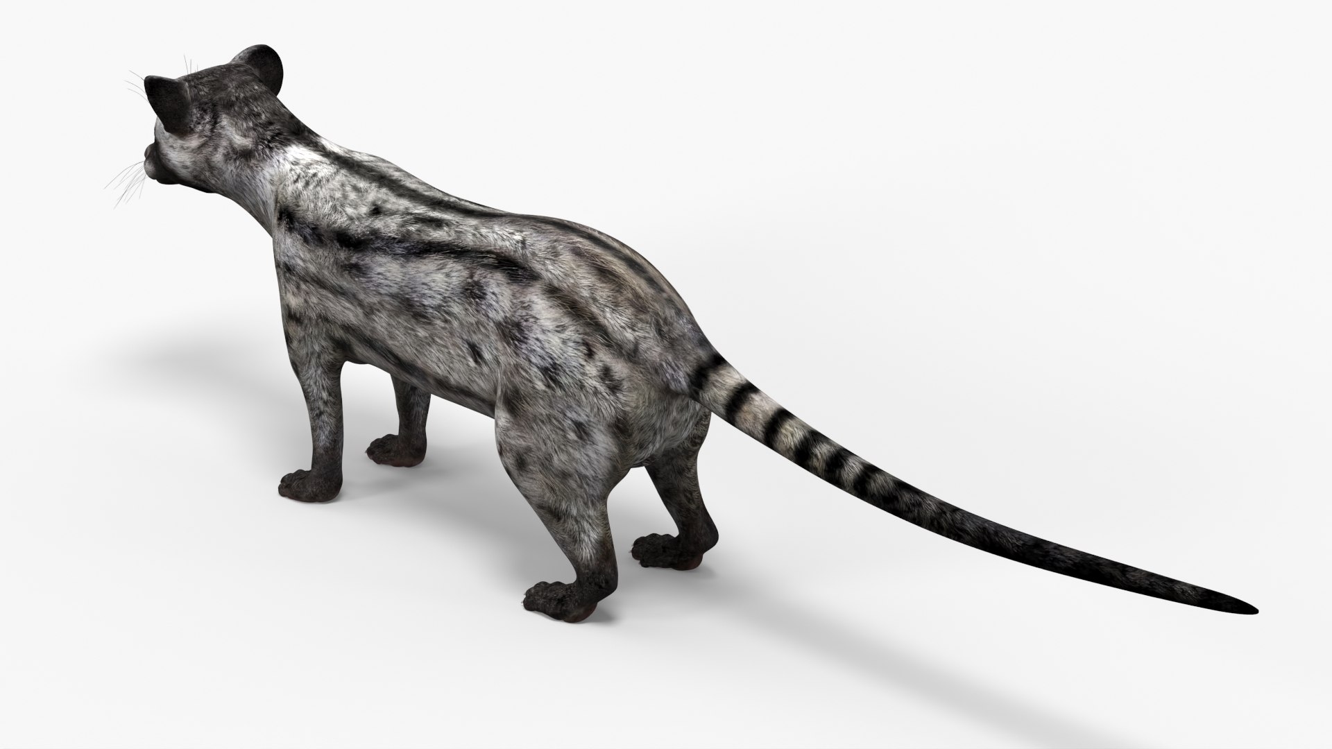 Asian Palm Civet for Kopi Luwak Gray Coat 3D model https://p.turbosquid.com/ts-thumb/e7/5BjsbV/Rf/asian_palm_civet_for_kopi_luwak_gray_coat_005/jpg/1758693063/1920x1080/fit_q87/023f7437da92a1df31ad0a35d8b619364659391a/asian_palm_civet_for_kopi_luwak_gray_coat_005.jpg
