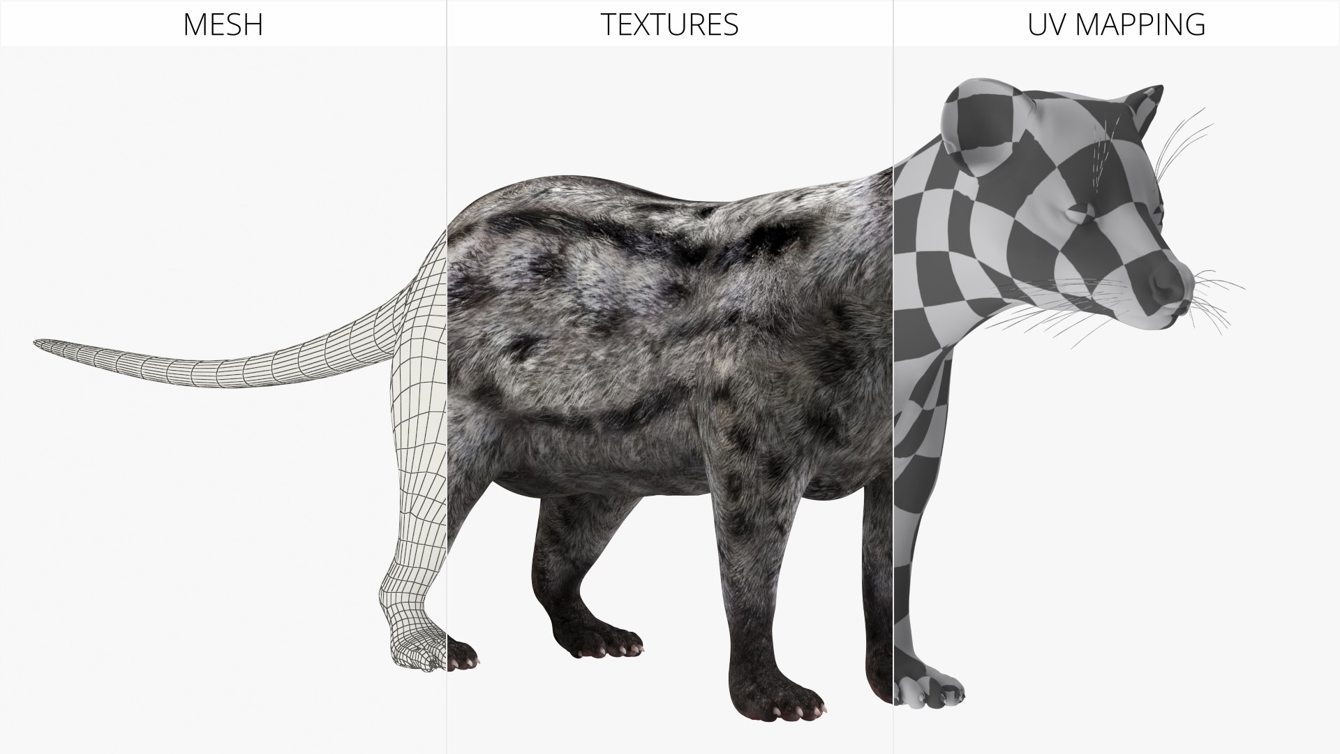 Asian Palm Civet for Kopi Luwak Gray Coat 3D model https://p.turbosquid.com/ts-thumb/e7/5BjsbV/Vu/asian_palm_civet_for_kopi_luwak_gray_coat_008/jpg/1758693075/1920x1080/fit_q87/3e3c6ed1be7fcbaa8c0cdac59b9a0c9851628a18/asian_palm_civet_for_kopi_luwak_gray_coat_008.jpg