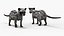 Asian Palm Civet for Kopi Luwak Gray Coat