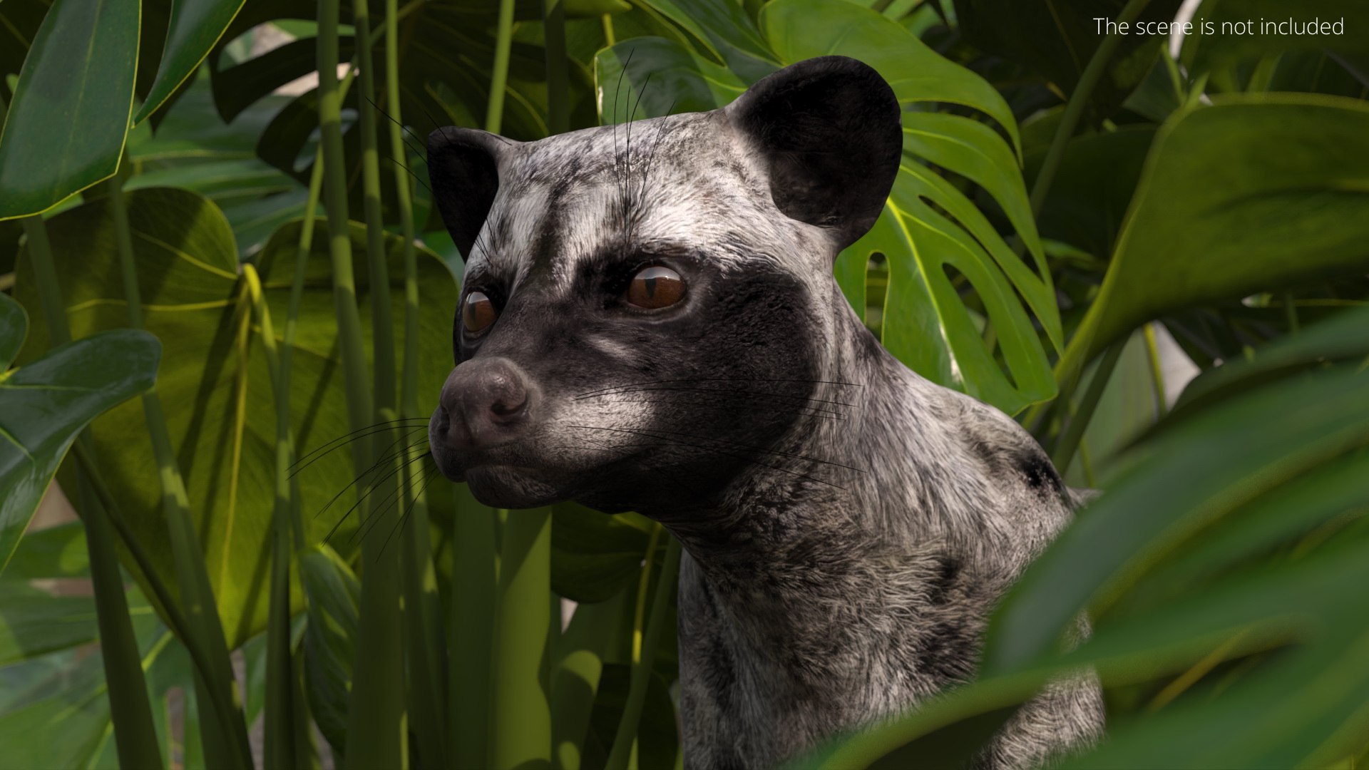Asian Palm Civet for Kopi Luwak Gray Coat 3D model https://p.turbosquid.com/ts-thumb/e7/5BjsbV/zH/asian_palm_civet_for_kopi_luwak_gray_coat_003/jpg/1758693055/1920x1080/fit_q87/187ee4634d1a8c213ede39ca7aa12dac766b417a/asian_palm_civet_for_kopi_luwak_gray_coat_003.jpg