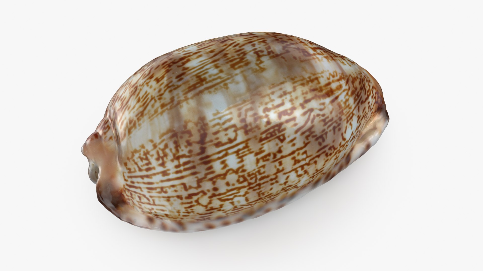 3D Seashells Collection 3 model https://p.turbosquid.com/ts-thumb/e7/Bzt9x0/mv/mauritiagrayana_a0001/jpg/1713108521/1920x1080/fit_q87/b06be5b443a2d705adce6236dc092cf6fa269add/mauritiagrayana_a0001.jpg