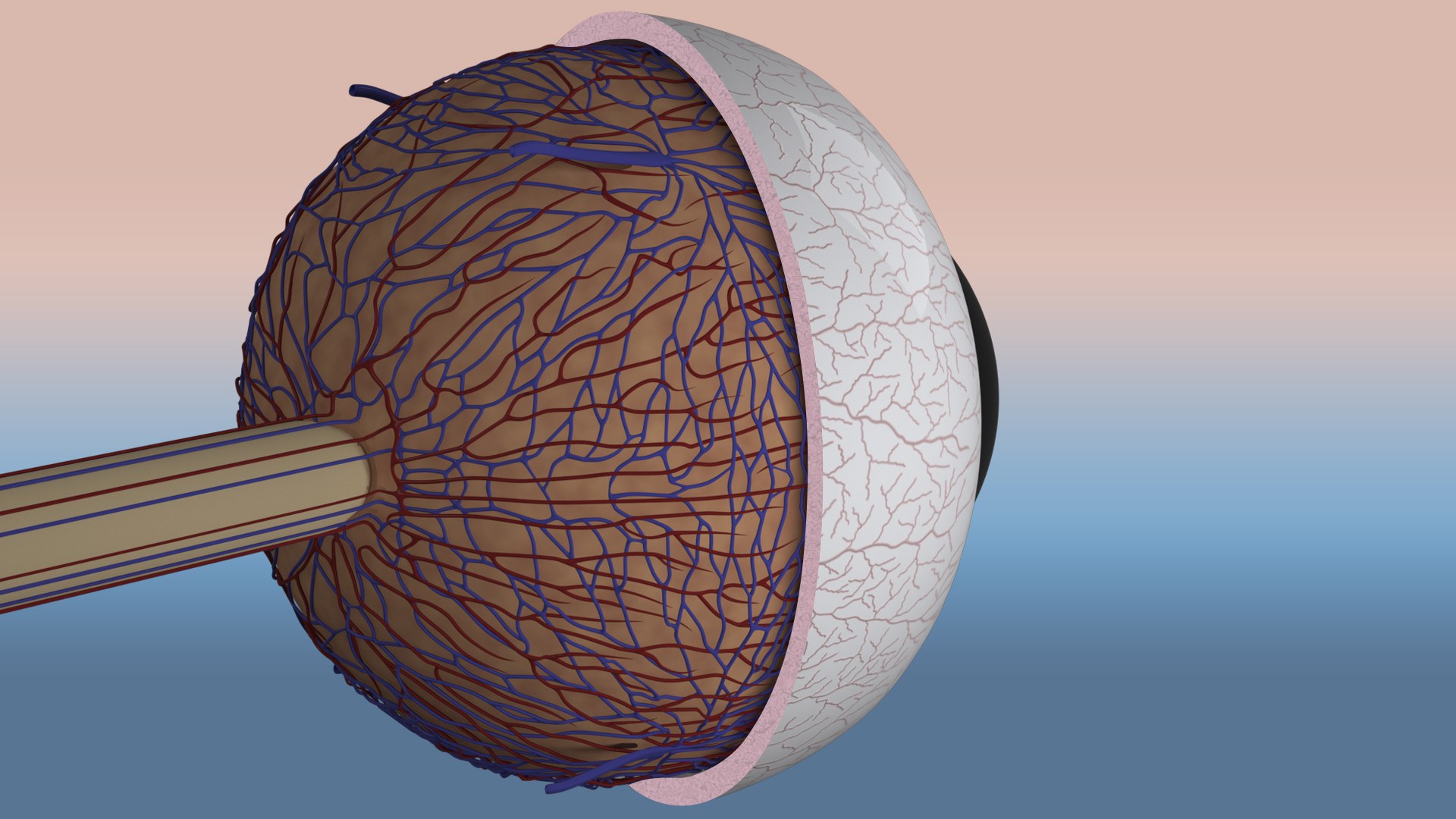Realistic human eye model https://p.turbosquid.com/ts-thumb/e7/EvRDJf/0h/eye_left_shot_12/jpg/1745499810/1920x1080/fit_q87/471e5a7f8a646dc7fad65b2b80551aa96a19cf10/eye_left_shot_12.jpg