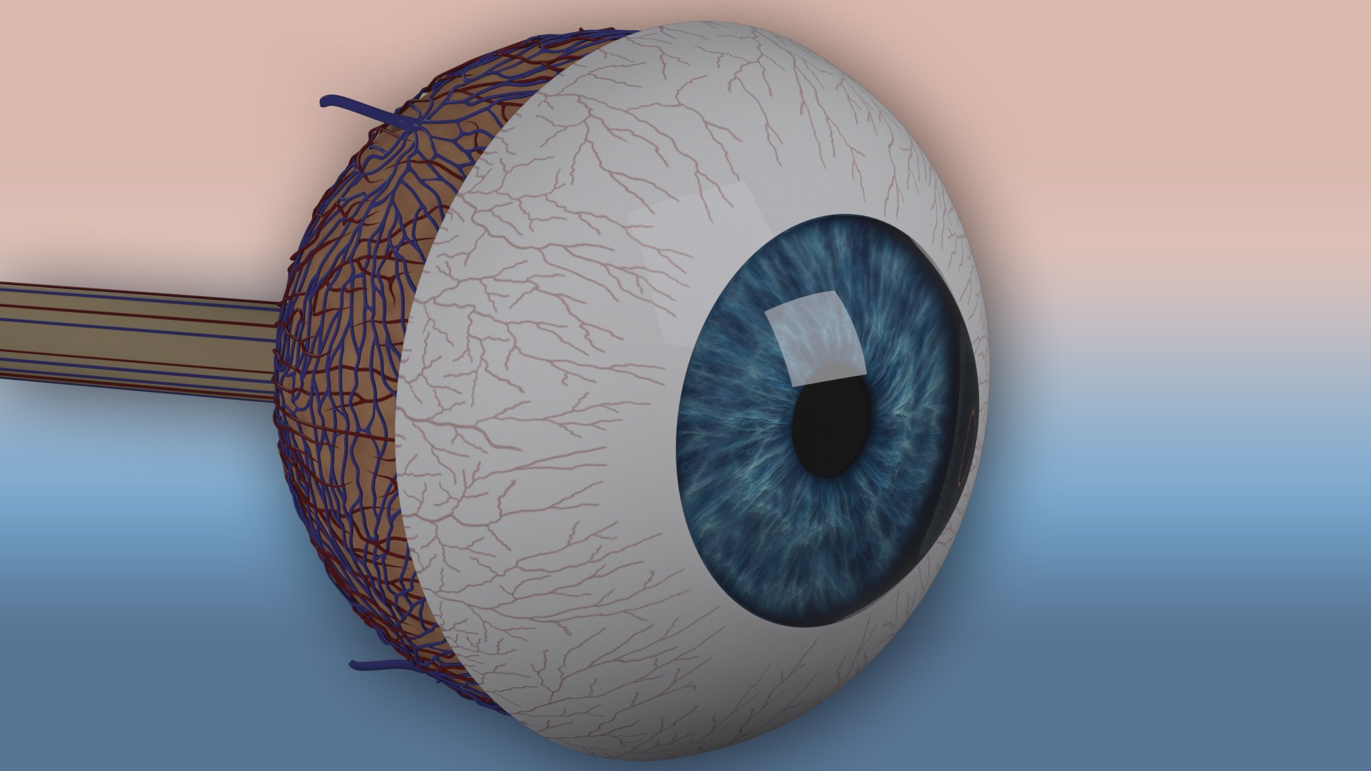 Realistic human eye model https://p.turbosquid.com/ts-thumb/e7/EvRDJf/DF/eye_left_shot_11/jpg/1745499808/1920x1080/fit_q87/4e382966558291375816377f446ea98898236a99/eye_left_shot_11.jpg