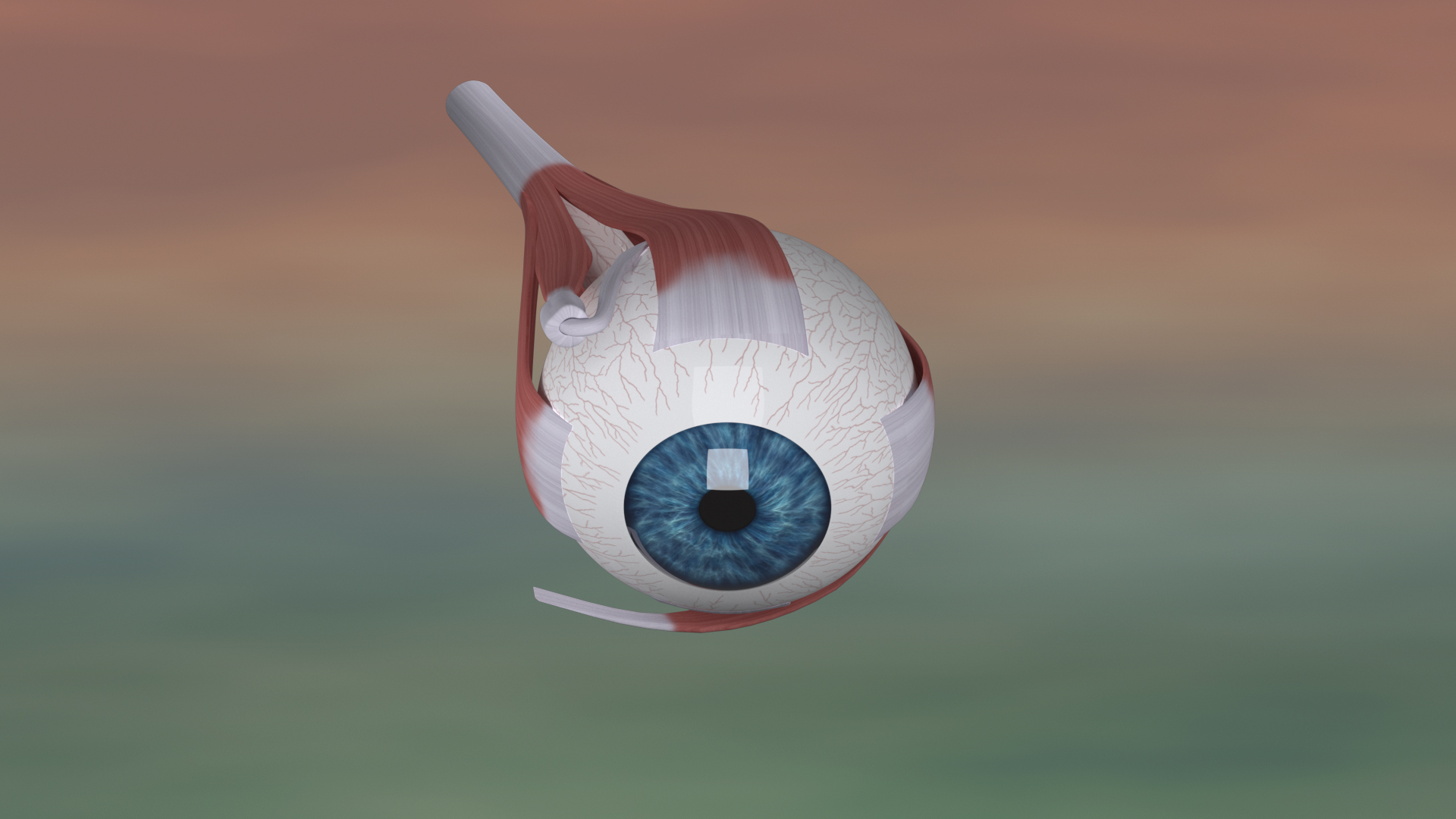 Realistic human eye model https://p.turbosquid.com/ts-thumb/e7/EvRDJf/L0/eyeleft/jpg/1745499492/1920x1080/turn_fit_q99/47e9b3ffe50aed0ba38957c01bf39b79d387b002/eyeleft-1.jpg