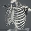 3D blender rigged male female anatomy
