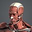 3D blender rigged male female anatomy