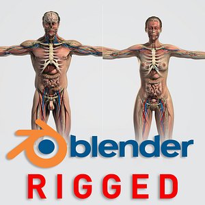 BLENDER Rigged Male and Female Anatomy V07