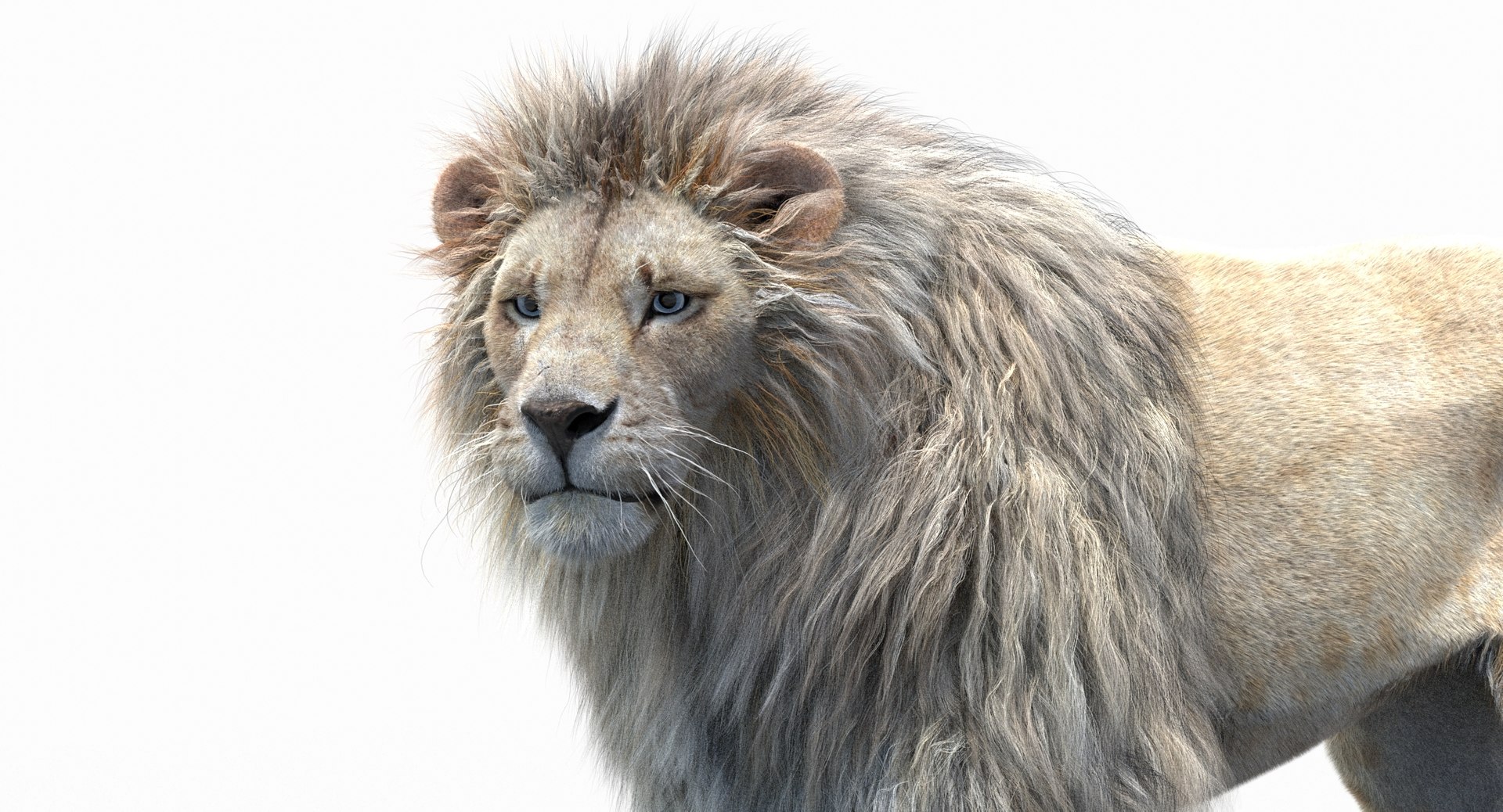 3D Model White Lion 2 Fur | 1144462 | TurboSquid