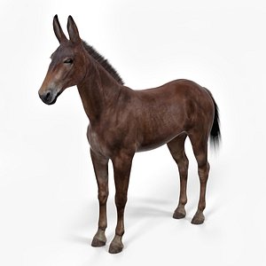 3D Bay Mule Fur model